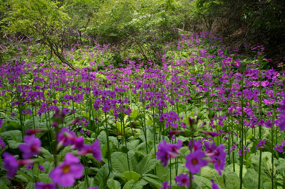 クリンソウ群落【市島 妙高山】