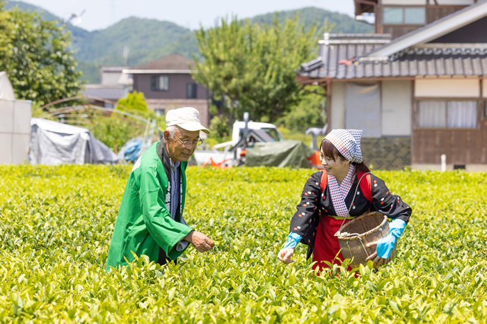 丹波篠山茶生産組合(茶摘み体験)