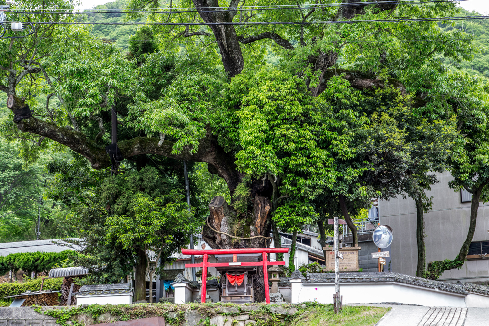 日本最大級の巨木アベマキ