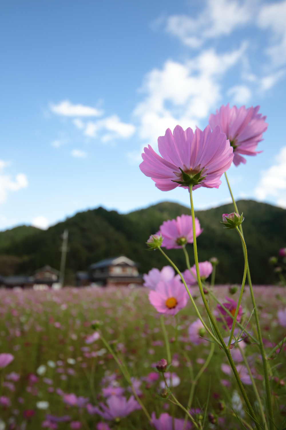 コスモス 清住コスモス園 観光スポット 丹波篠山市 丹波市の丹波地域の観光や旅行の魅力を紹介する公式観光ポータルサイト