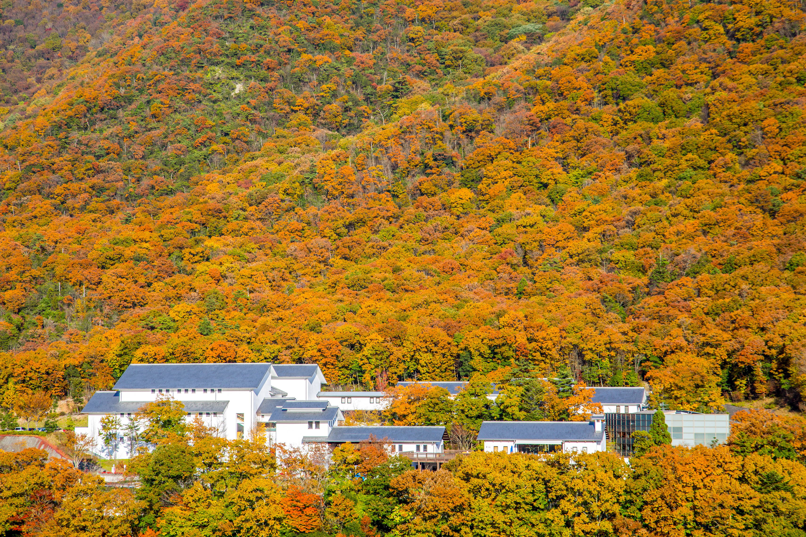 紅葉に包まれた兵庫陶芸美術館_丹波篠山市今田町上立杭 | フォトギャラリー旅丹 |  丹波篠山市・丹波市の丹波地域の観光や旅行の魅力を紹介する公式観光ポータルサイト